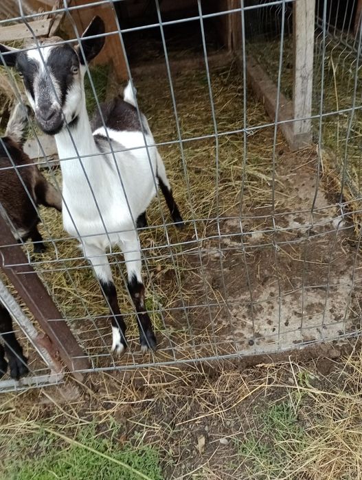Capre Saanen și Alpina franceza de Vânzare