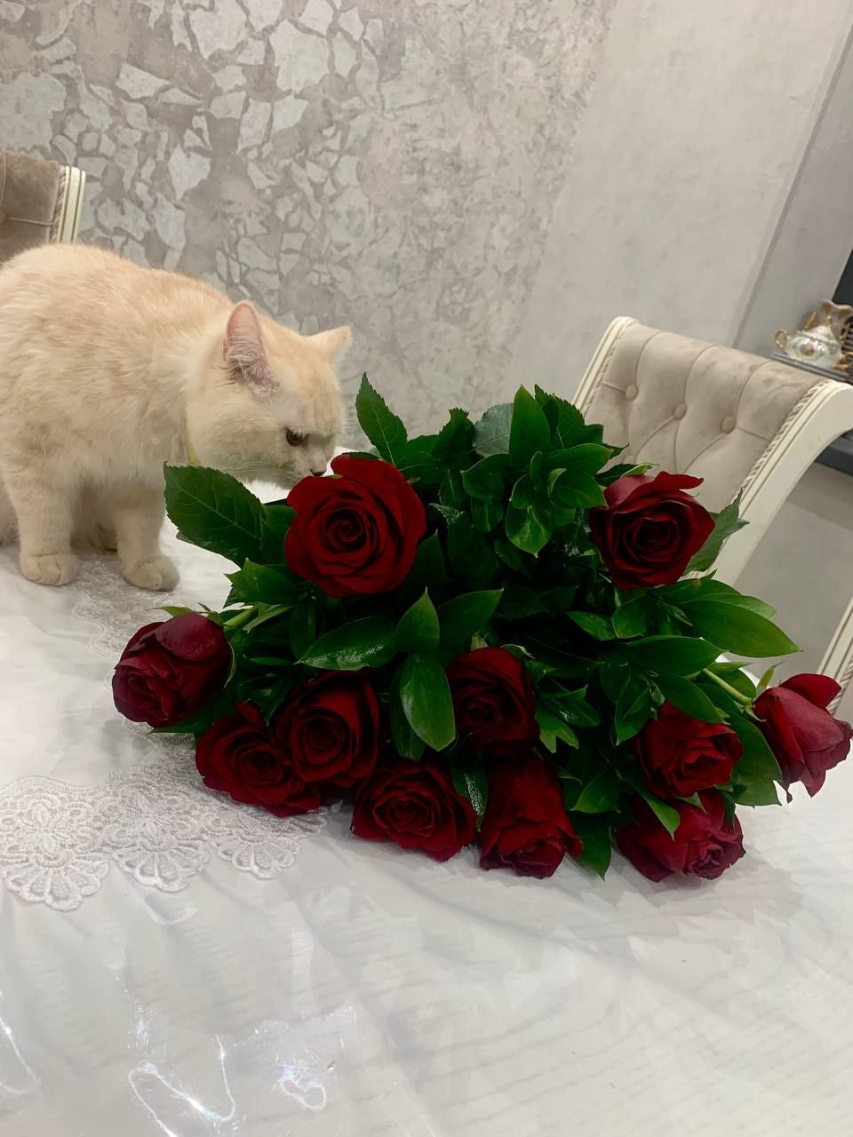 Кот на вязку ждет красивых кошек