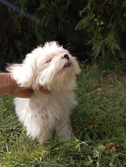 Малтийска болонка на 8 месеца