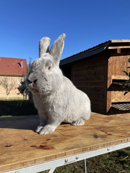 Iepure secuiesc albastru