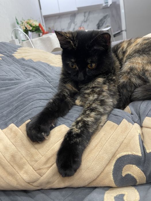 Ищем добрых хозяев