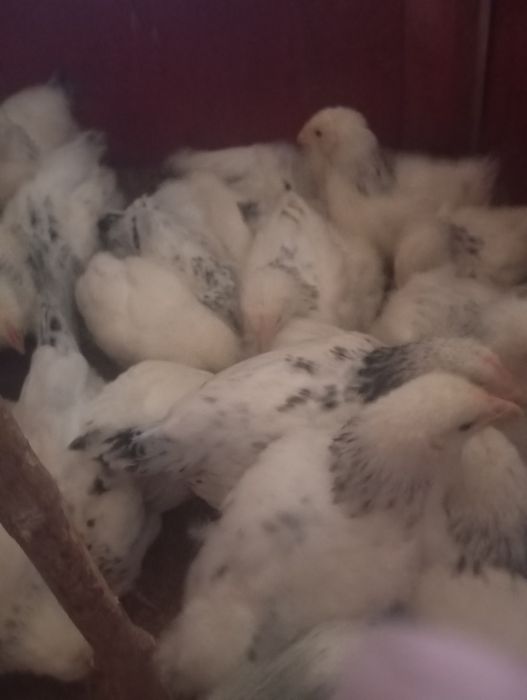 Адлер серебристый 1 айлық