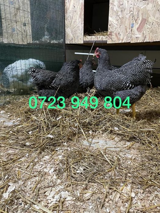 Pui de o zi oua de incubat gaini de rasa Brahma Australorp La Bresse