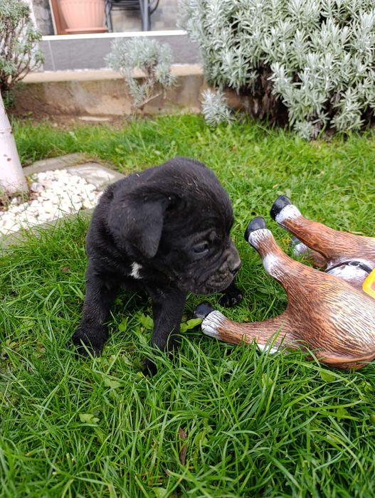 Кане Корсо кученца