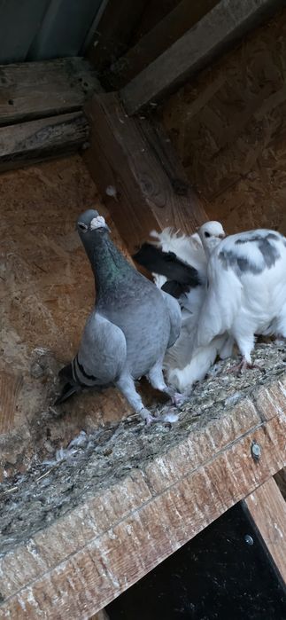 Porumbei de vânzare sau schimb