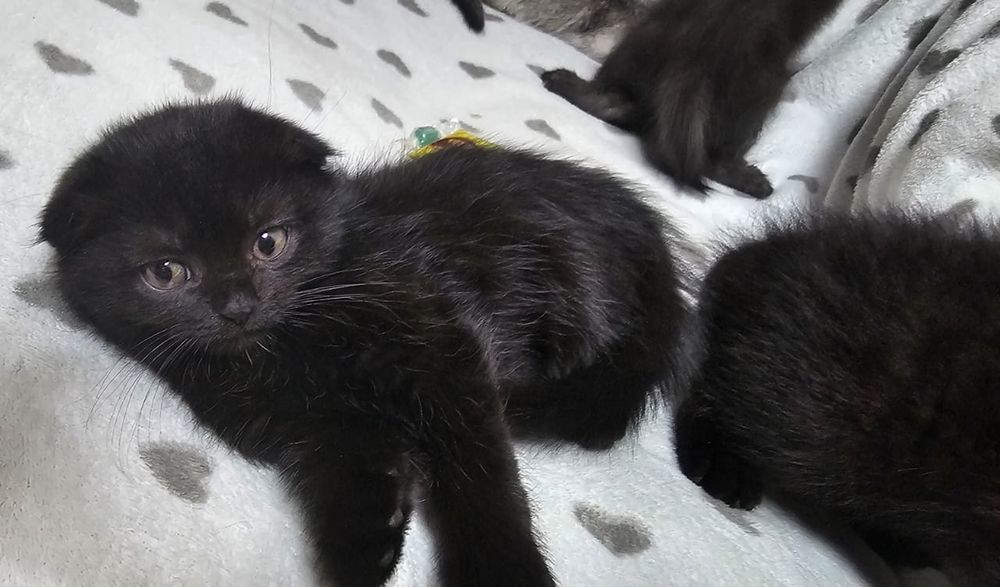 Котятки скотиш фолд