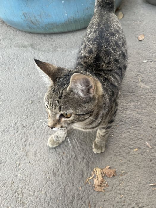 Отдам в хорошие руки котёнка