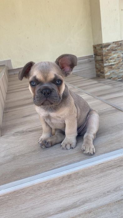 Bulldog Francez