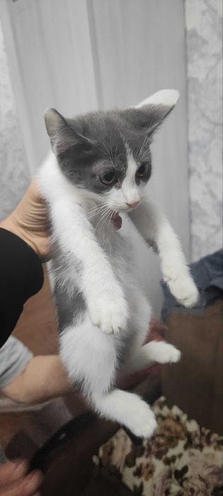 «Котята 3 месяца — ищут своих людей»