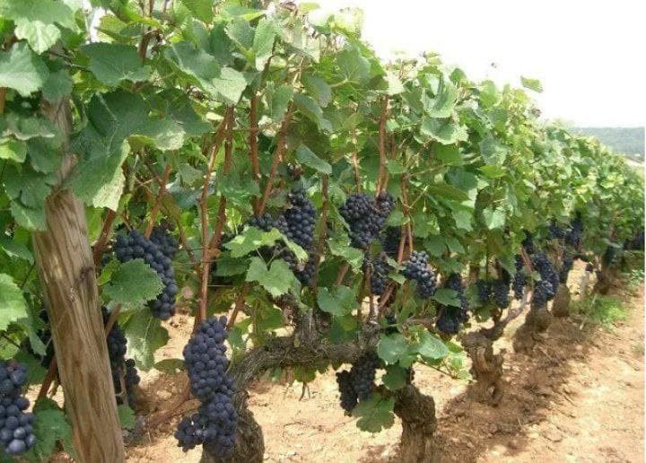 Uzumzor bog'i sotiladi