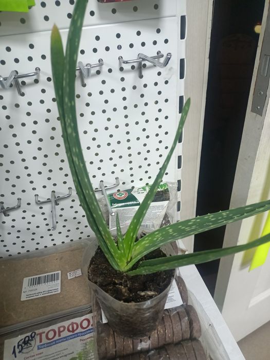 Продам алое Вера
