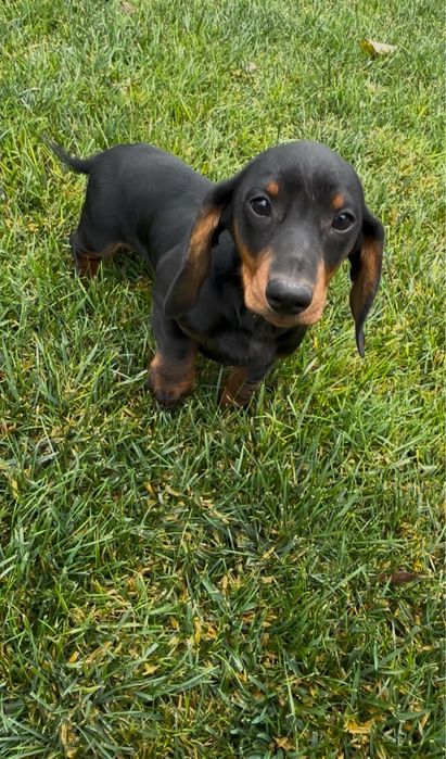 Teckel mascul negru cu pete de foc