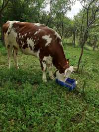 Vaca 4 ani tânără cuminte.