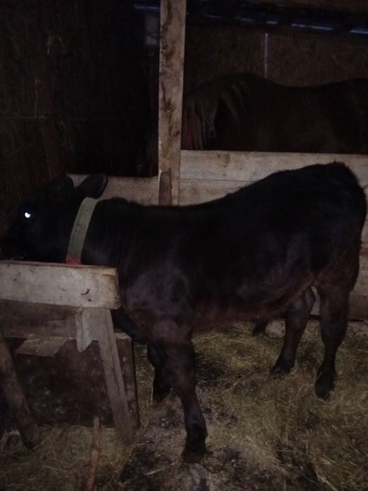 Se vinde carne vițel 3luni .