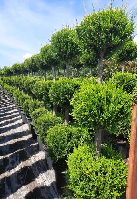 Plante ornamentale decorative