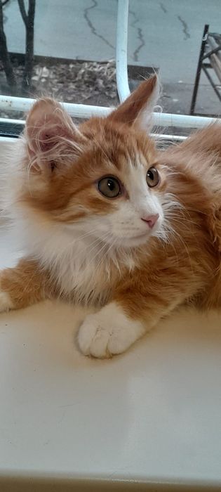 Котенок мальчик рыжик