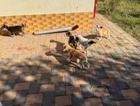 Ofer spre adopție 5 pui de cățel