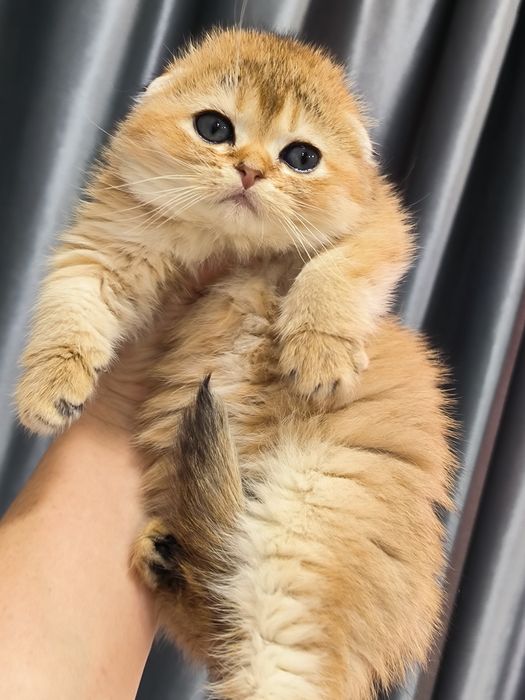 Котята от правильной вязки