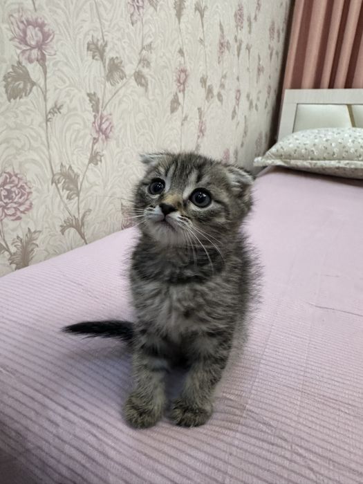 Scottish Fold mushukcha sotiladi!