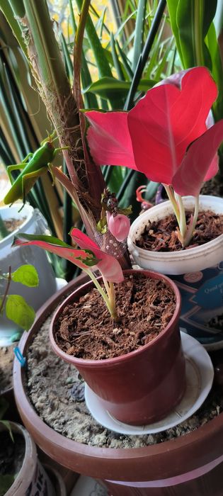 Цветы Пальмы различные растения