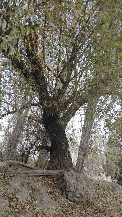 Отын Тегін беріледі отдам даром дрова