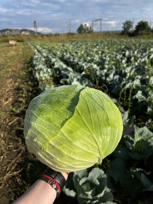 Varza plata cu frunza subtire, perfecta pentru murat