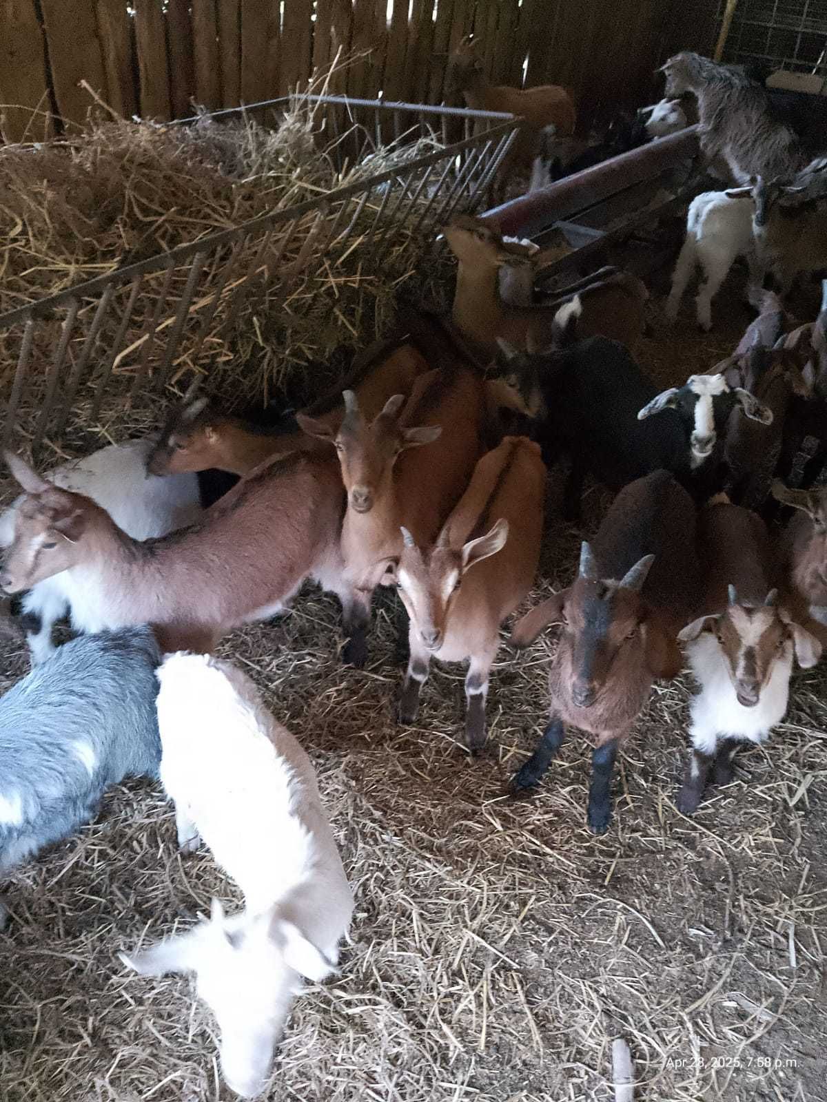 Vând urgent ieduțe de prasila
