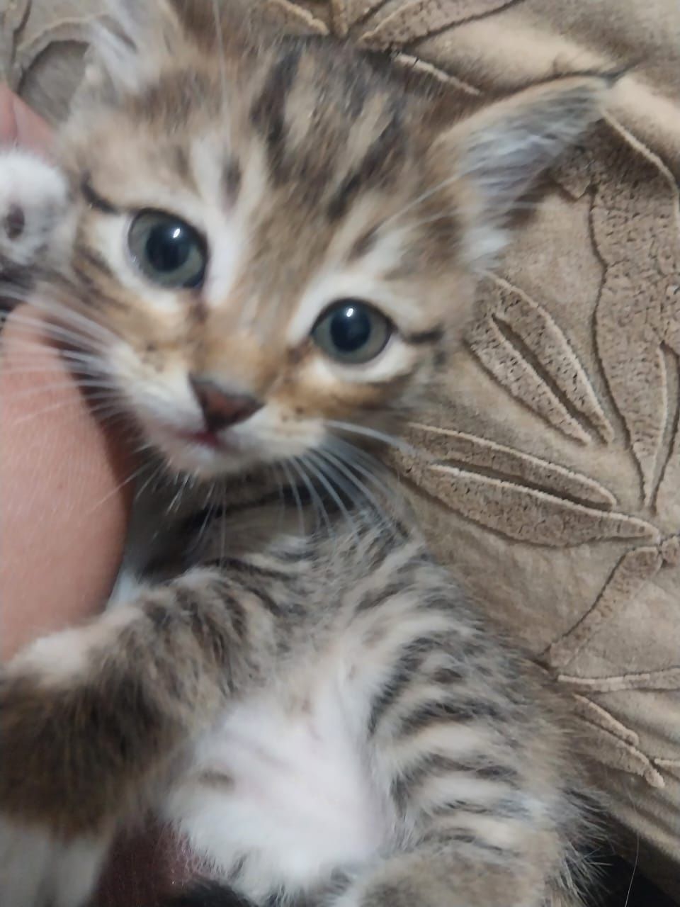 котенок 2 мес, 2 мальчика и 2е девочки
