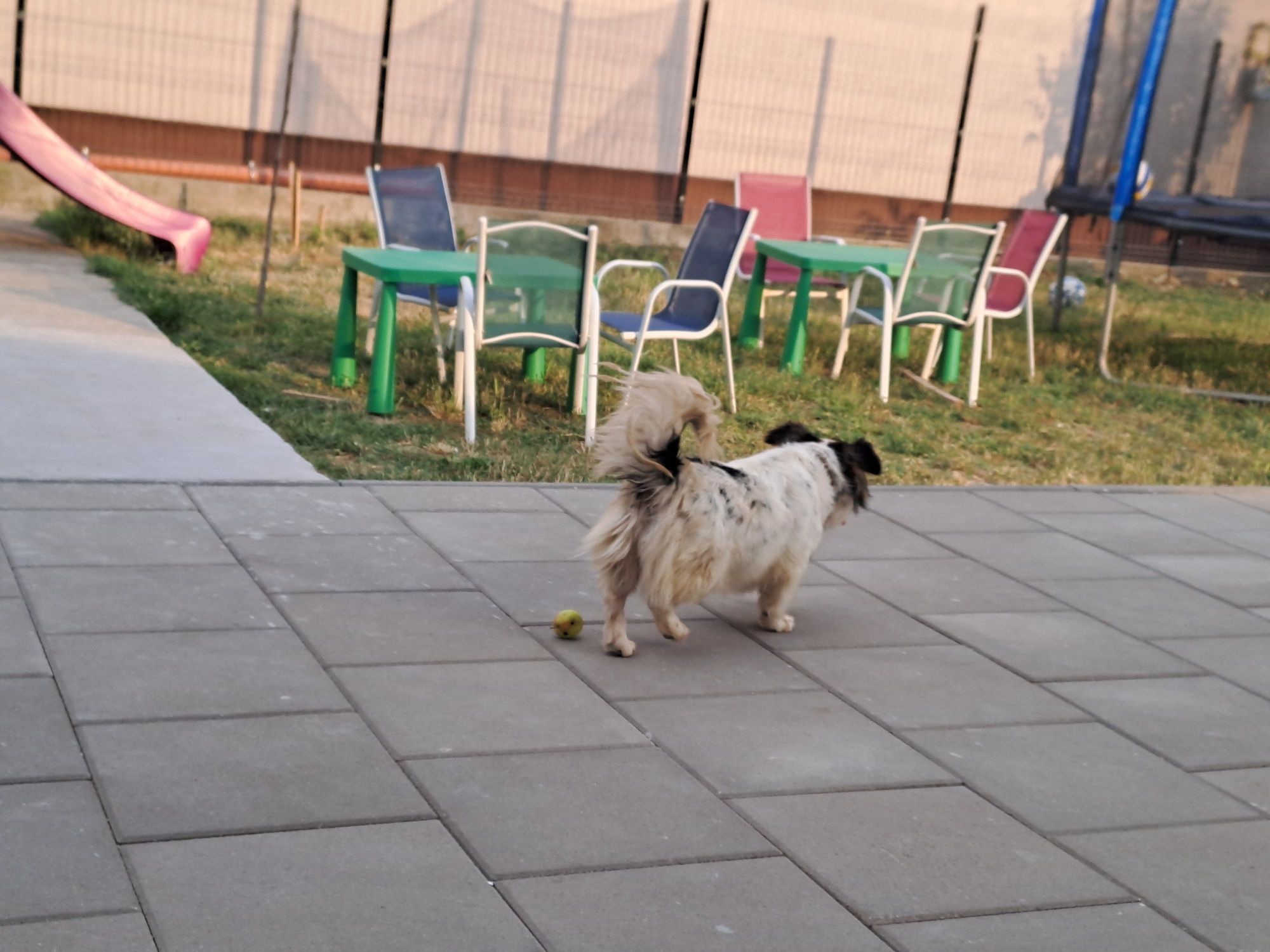 Donez câine de curte, talie medie, bun de pază