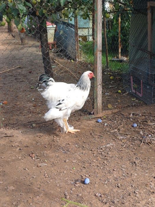 Cocosi Brahma HD si Potarnichiu