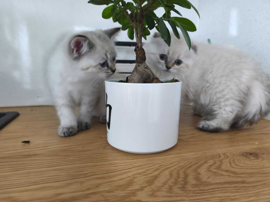 Продавам британски котенца – игриви, социални и готови за нов дом!