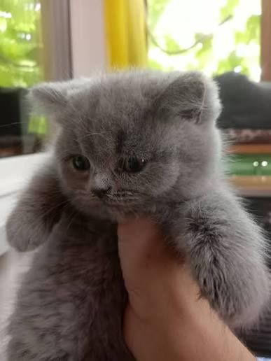 Котята британские породистые