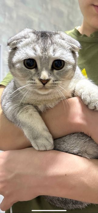 Скоттиш фолд 6 мес