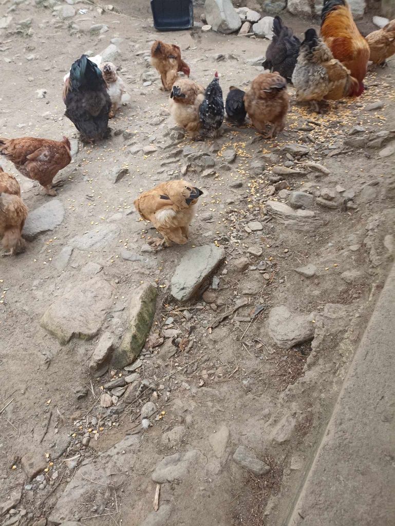 Vând găini metis brahma și Auracana 2023