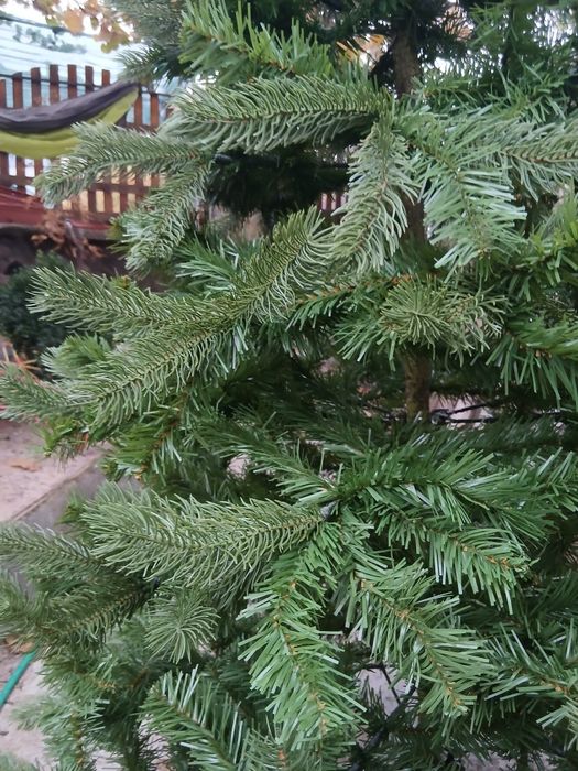 Елха сглобяеми  1,8м височина