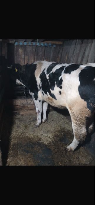 Продам тёлочку Голштинская порода