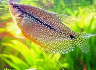 Гурами Жемчужные
