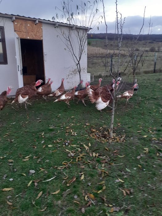 Curci de vânzare Red Bourbone