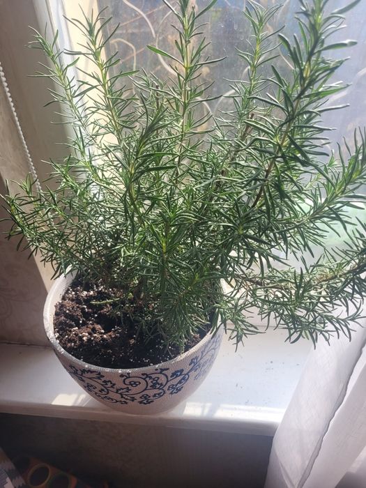Продам розмарин домашний