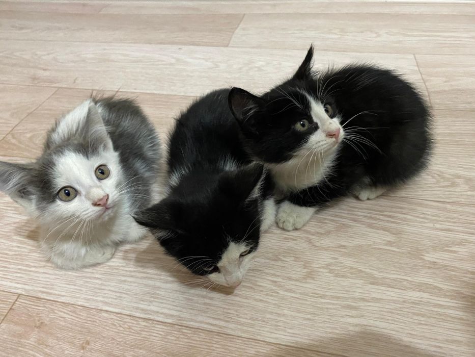 Отдам котят в добрые и хорошие руки!