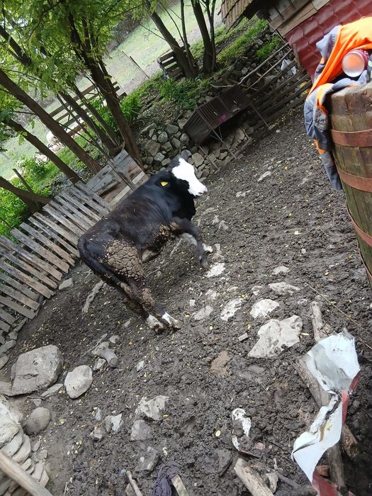 Vând vițea buna de ținut