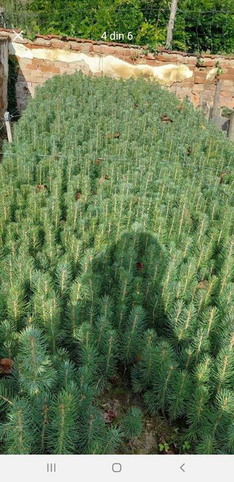 Vând puieți. Brad pin molid salci.