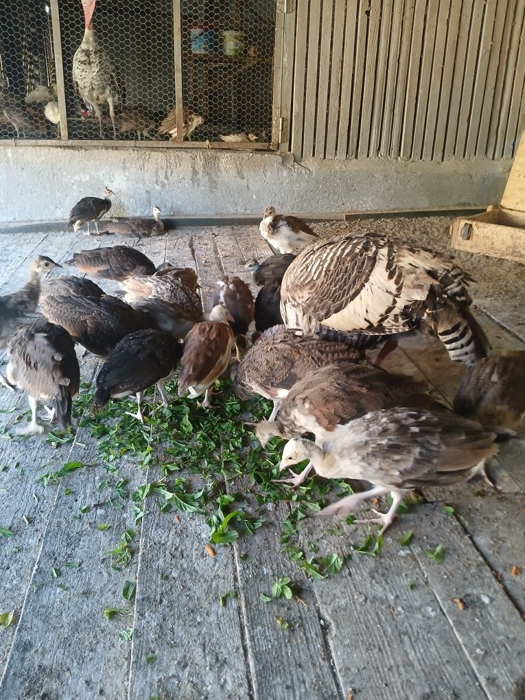 Vând oua și pui de paun