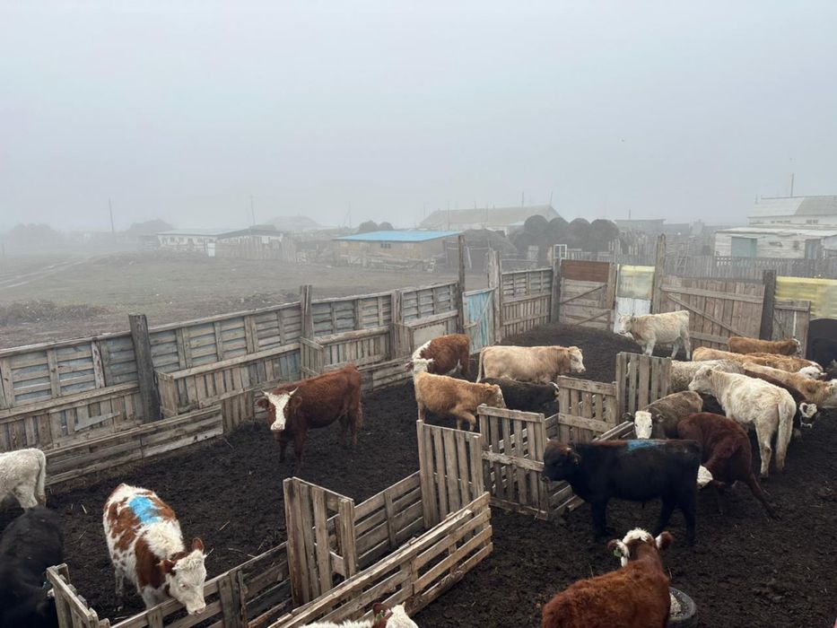 Әулекөл бұқадан шыққан подсостар оптом сатылады!