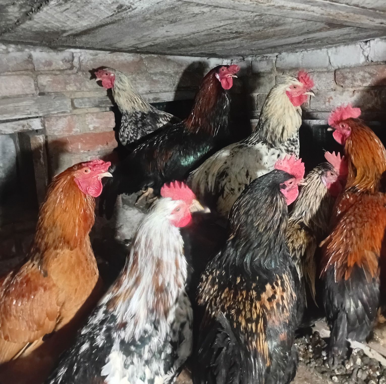 Продам петухов разные