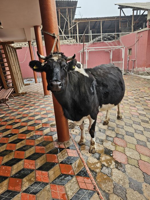 Mol sotiladi 4 ta  golshteyn rosiya paroda 2 ta novos bolasi xam bor