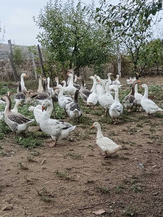 Vind rațe  și  gîște  100% BIO!