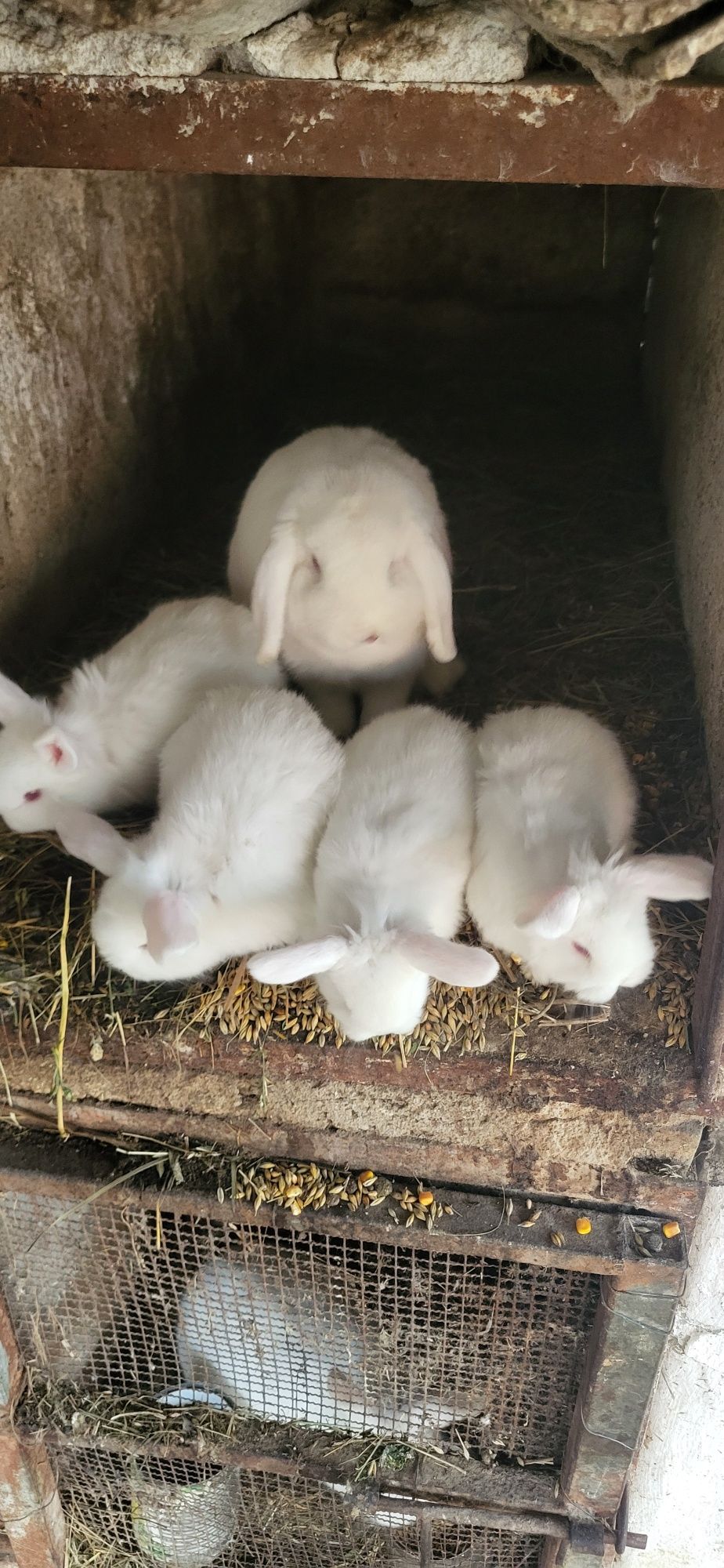 Pui iepuri pitic mini lop și cap de leu