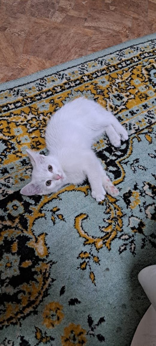 Отдам девочку котенка
