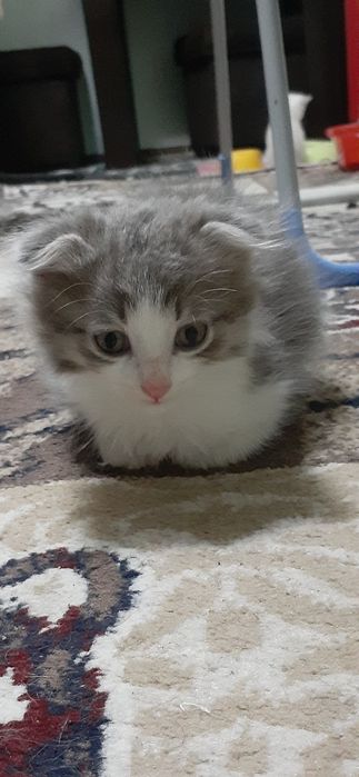 Котята скоттиш-фолд